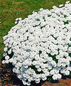 100pcs/bag Creeping Thyme Seeds or Blue Rock Cress Seeds Perennial Ground cover flower, Natural growth for home garden 11