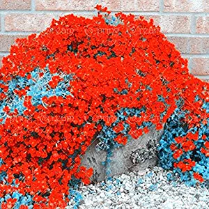 100pcs/bag Creeping Thyme Seeds or Blue Rock Cress Seeds Perennial Ground cover flower, Natural growth for home garden 3