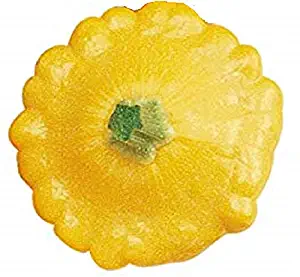 Sow No GMO Squash Summer Scallop Patty Pan Yellow Bush Non GMO Heirloom 50 Seeds