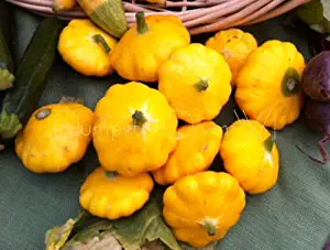 Golden Scalloped Summer Squash Patty pan 20 Seeds Organic Heirloom